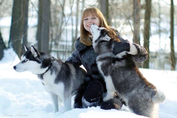 Черно-белые кобели хаски для вязки