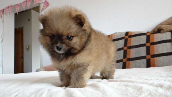 Померанский шпиц - медвежий тип в фото 23