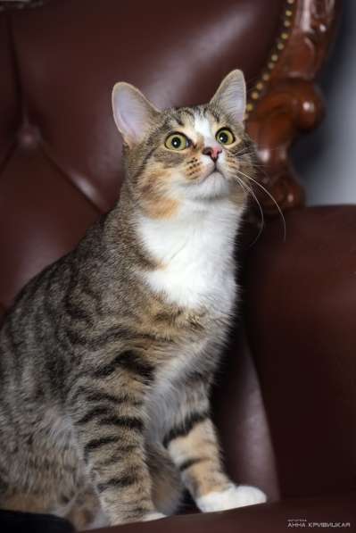 Тимофей - кот 6 месяцев, в добрые руки