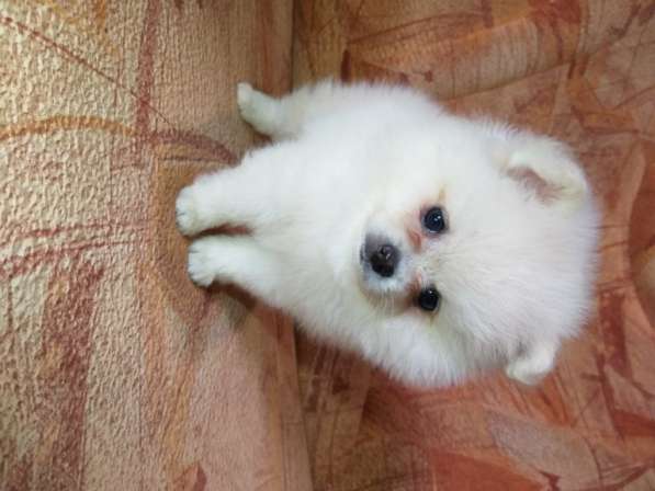 Шикарные щенки померанского шпица из питомника - медвежий ти в фото 13