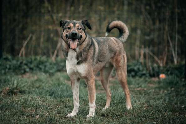 Молодой, жизнерадостный пёс Бим в Москве фото 76