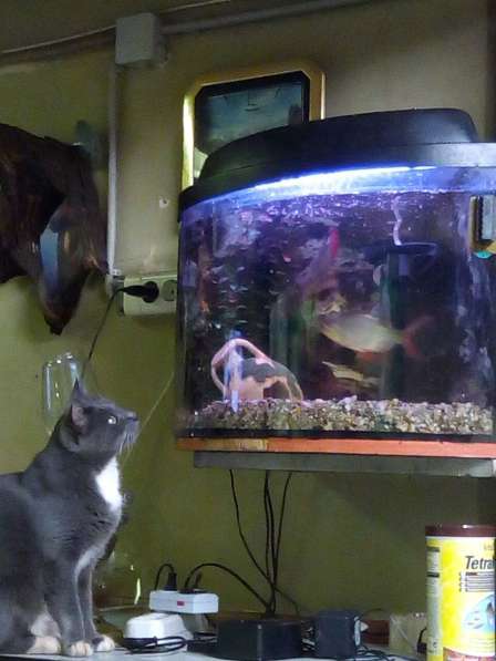 Кошка русская голубая в дар! в Москве