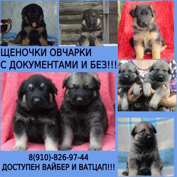 Щеночки овчарки восточники и немцы в Владимире