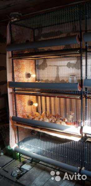 Продам клетки для содержания цыплят с. Белозерское в Кургане