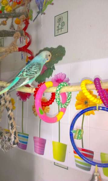 Волнистые попугаи -Птенцы в Мытищи