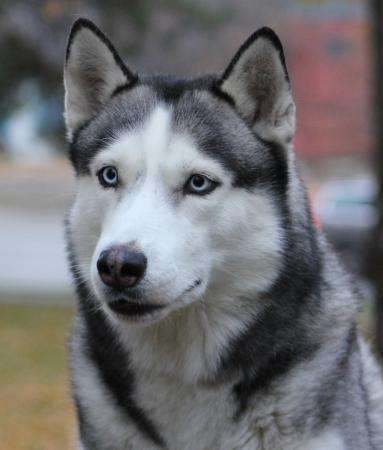 Кобель сибирского хаски для Вязки - РКФ в Москве фото 6
