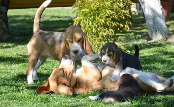 Щенки бигля в Иванове фото 6