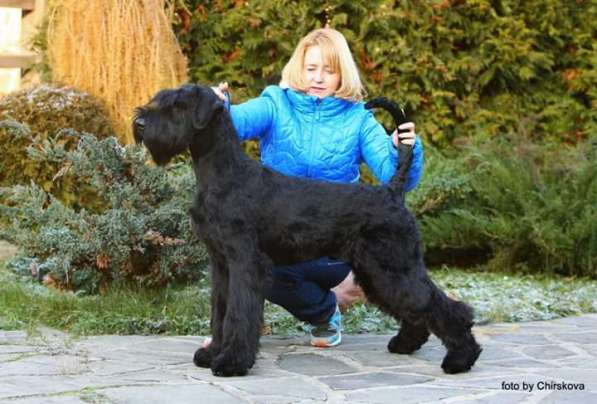 Ризеншнауцер в Москве