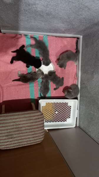 Котята Британцы в Челябинске фото 9