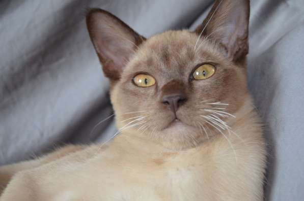 Бурманский котенок в Краснодаре фото 10