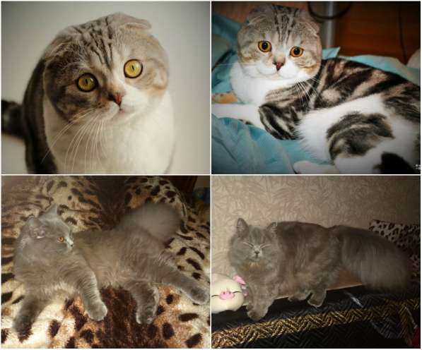 Голубая пятнистая девочка с документами в Санкт-Петербурге фото 5