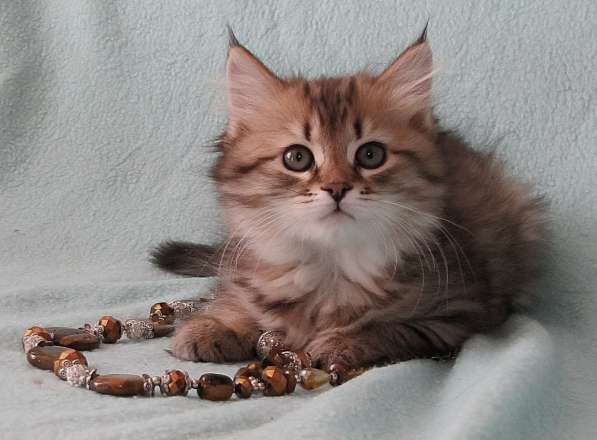 Сибирские котята в Петропавловск-Камчатском фото 6