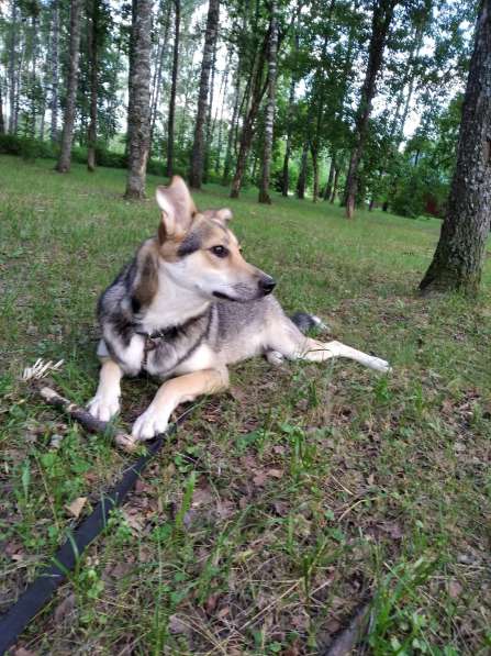 Тася в добрые руки в Ногинске фото 18