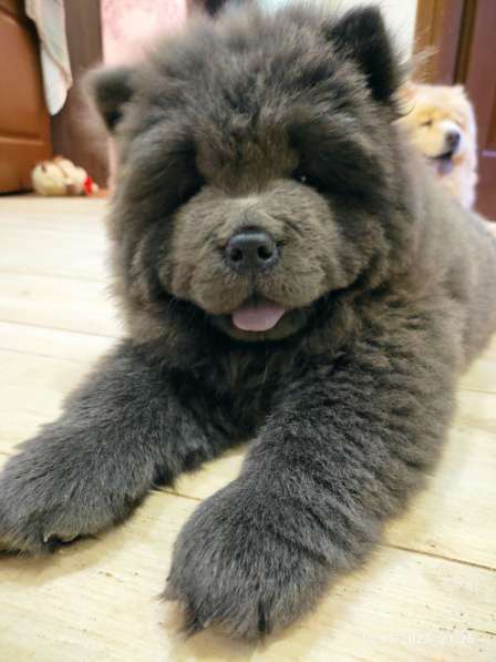 Chow chow в фото 4