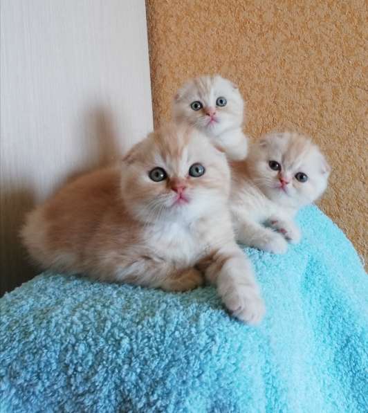 Клубные Шотландские котята с родословными и прививками в фото 3