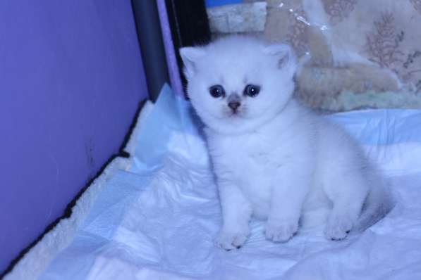 Котята британские серебристые шиншиллы в Москве фото 9