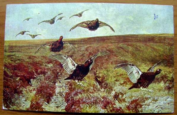 Редкая открытка Охота.«Шотландские граусы». 1900 год