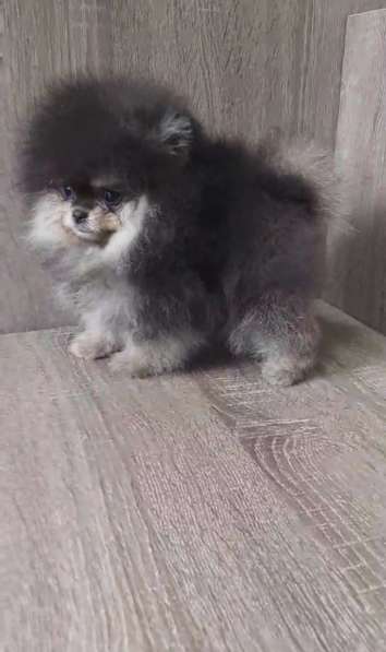 Pomeranian spitz. Mini girl в фото 7