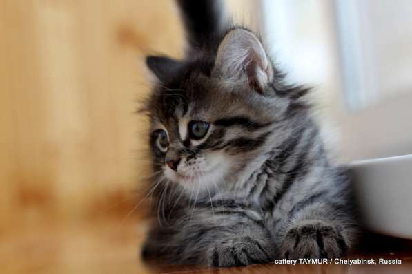Сибирский котенок из питомника в Челябинске фото 11