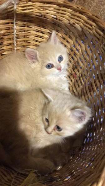 Месячные котята в добрые руки в Москве фото 13