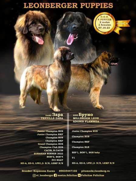 Прекраснейший леонбергер щенку 1 месяц (мальчик) в Москве фото 8