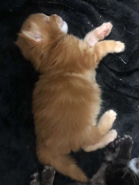 Котята мейн-кун в Новосибирске фото 33