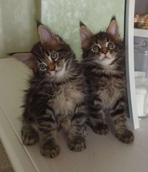 Крупный котенок Мейн кун в Москве фото 14