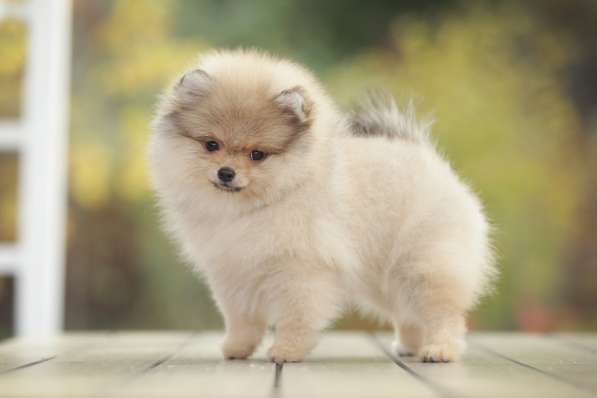 Тэффа С Рублевки от родителей чемпионов