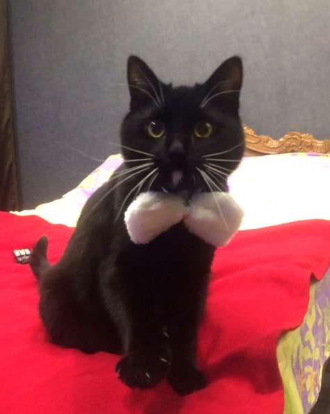 Масяня, самый добрый котик в добрые руки в Москве фото 4