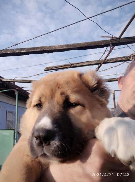 Продаются щенки алабая в фото 23