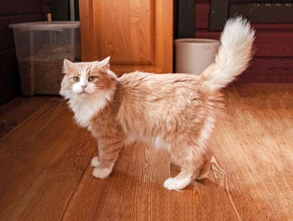 Ласковое солнышко Персик, умнейший домашний котик в дар