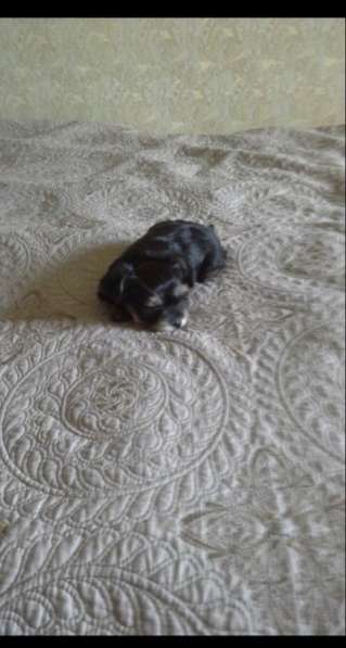 Вязка мини Йорк в Санкт-Петербурге фото 29