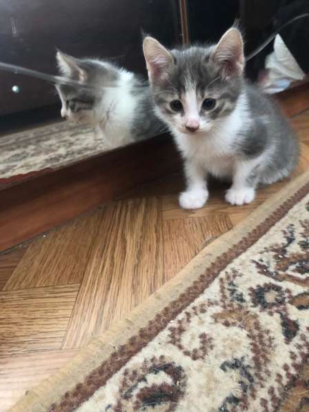 Котята в добрые руки в Москве фото 13
