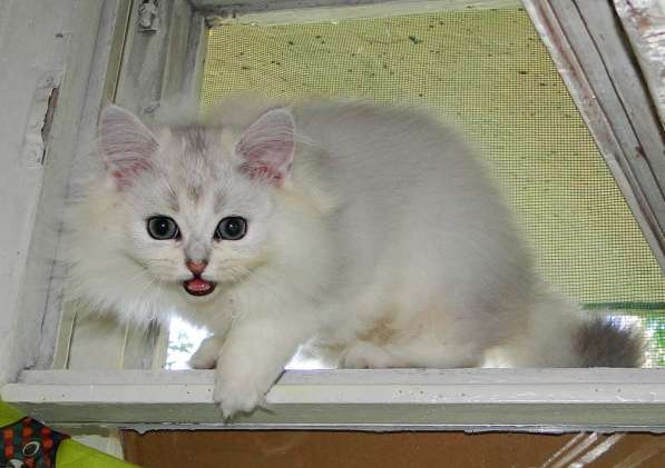 Как приучить котенка к лотку? в Санкт-Петербурге