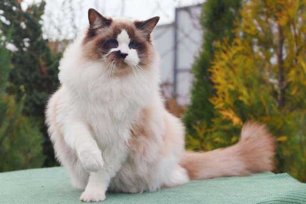 Рэгдолл котята в фото 19