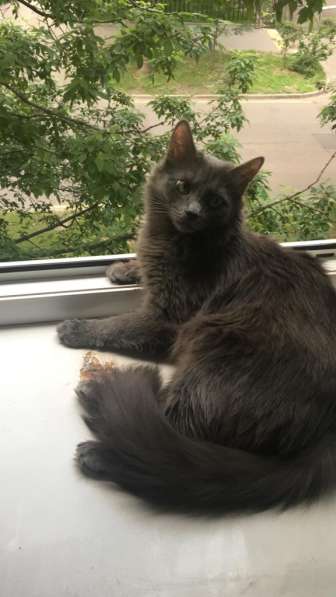 Отдам котиков в добрые руки в Москве