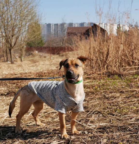 Собачка-малютка ищет дом в Санкт-Петербурге фото 7