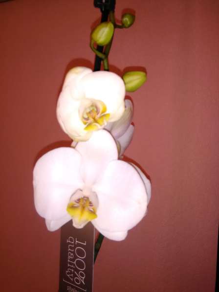 Орхидеи фаленопсисы в фото 3