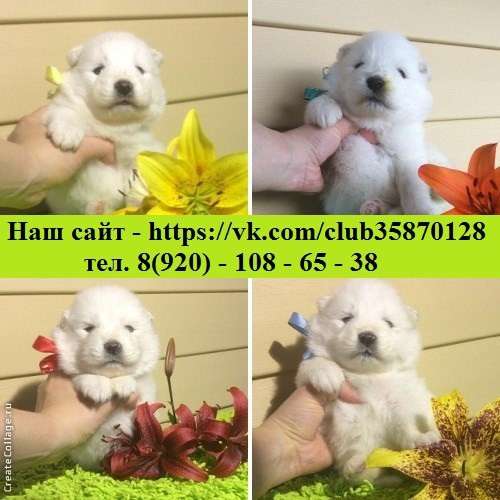 Щеночки самоедской лайки. очень красивые малыши в Вологде