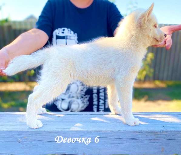 Щенки сибирский хаски в Ростове-на-Дону фото 14