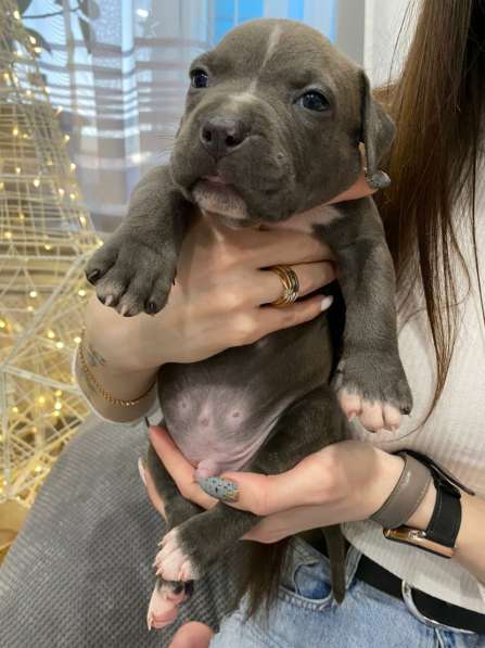 Голубые мальчики и девочки Амстаффтерьера ркф в Москве фото 14