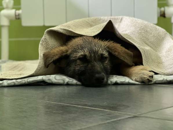 Очень милая девочка-щенок Мила ищет добрые руки в Москве