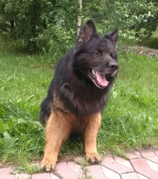 Продам щенков Д/Ш немецкой овчарки в Абакане фото 10