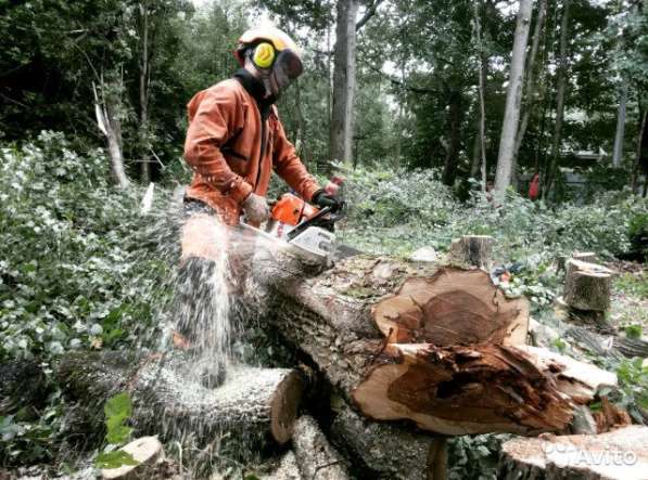 Удаление деревьев, кронирование, вывоз веток в Электростали