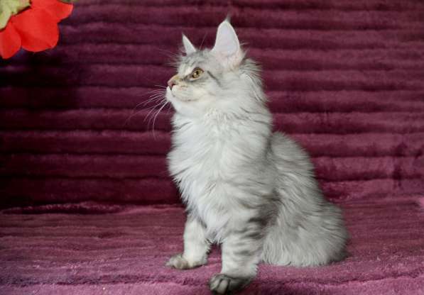 Свободны шикарные котята мэйн-куны редких окрасов в Москве фото 21