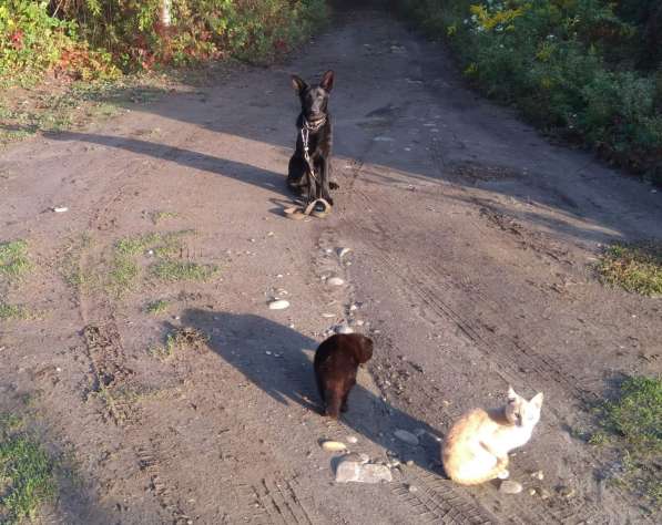 Дрессировка собак в Белореченске фото 3