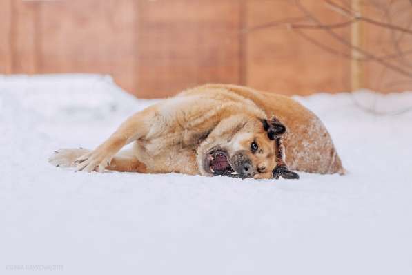 Кохинор ищет семью в Москве фото 50