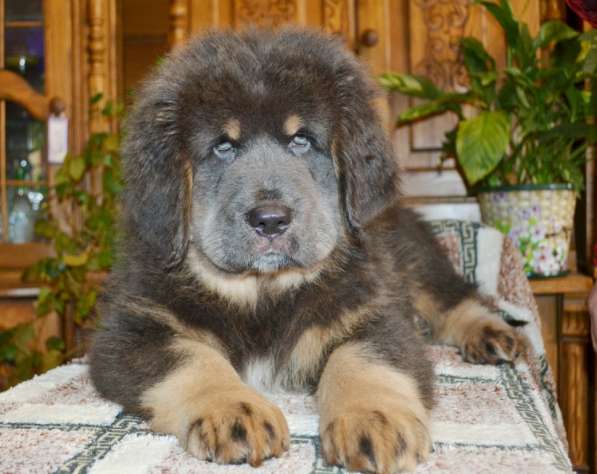 Тибетский мастиф - лучший страж на территории в Москве фото 34