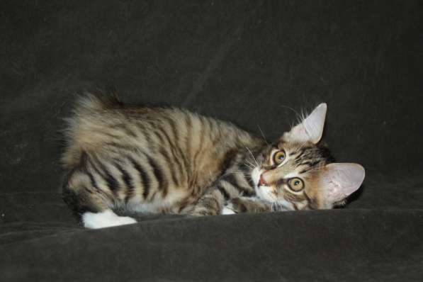 Курильский бобтейл в Волгограде фото 8