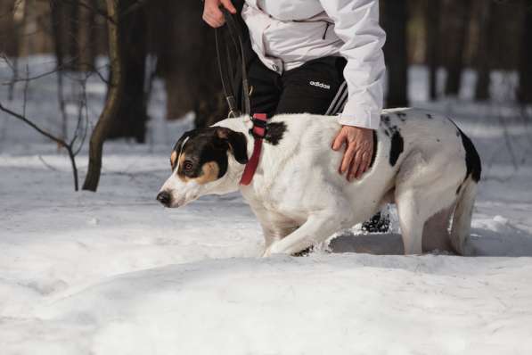 Белый красавец и умница Ларри ищет дом в Москве фото 7